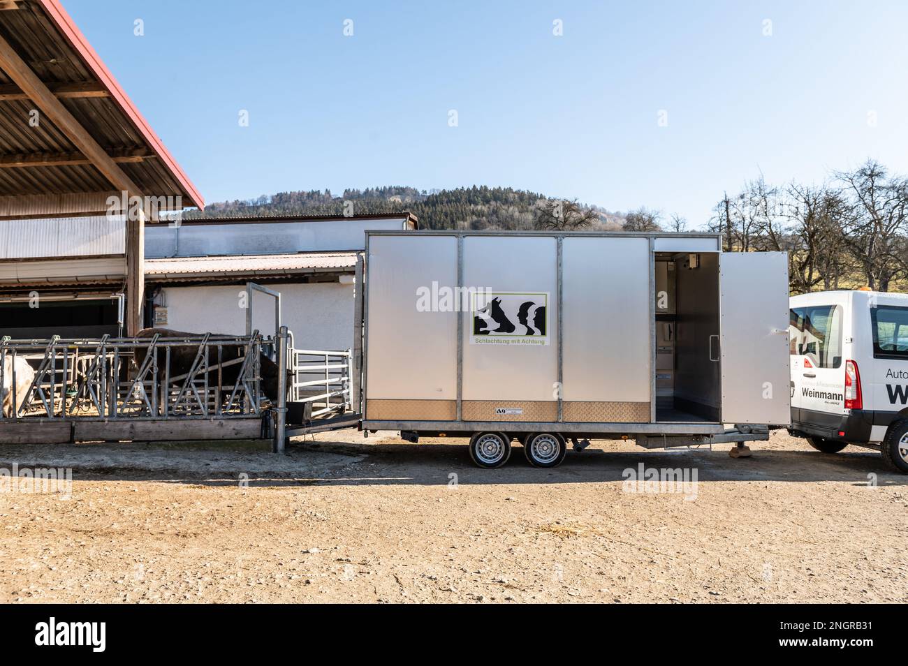 Ratshausen, Deutschland. 13. Februar 2023. Eine Kuh steht in einem mobilen Gerät, in dem sie fressen und sich dabei selbst fixieren kann. Er wird dann mit einer Schraube betäubt und über eine Winde in den Anhänger gezogen, um den Schnitt zu machen und ihn zu entlüften. Wenn Fleisch gegessen werden soll, dann sollte es mit möglichst wenig tierischem Leiden geschehen, richtig? Die mobile, dezentrale Schlachtung sollte den Tieren zumindest die oft langen und qualvollen Transporte zu den Schlachthöfen ersparen. Kredit: Silas Stein/dpa/Alamy Live News Stockfoto