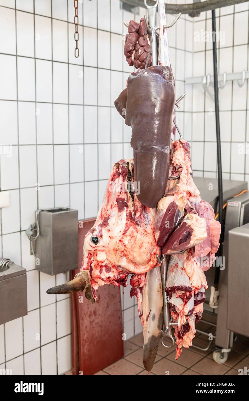 Ratshausen, Deutschland. 13. Februar 2023. ACHTUNG GRAFISCHER INHALT - Kopf, Leber, Niere sind unter anderem für die Inspektion des Tierarztes, der an Haken hängt. Wenn Fleisch gegessen werden soll, dann sollte es mit möglichst wenig Tierleiden assoziiert werden, richtig? Die mobile, dezentrale Schlachtung sollte den Tieren zumindest die oft langen und todgeweihten Transporte zu den Schlachthöfen ersparen. Kredit: Silas Stein/dpa/Alamy Live News Stockfoto