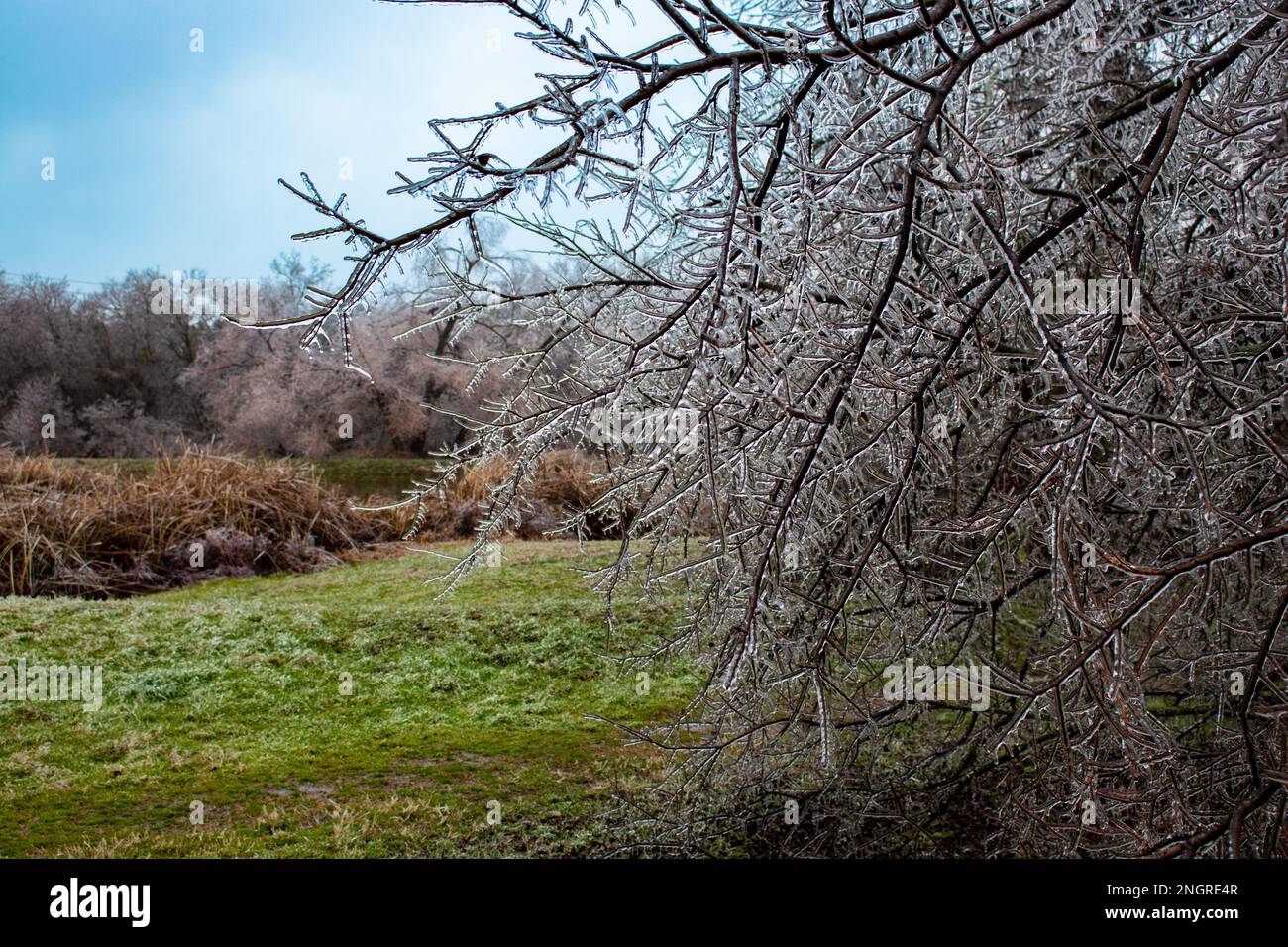 Eiszapfen bedeckter Ast in einem öffentlichen Park in Austin Texas Stockfoto