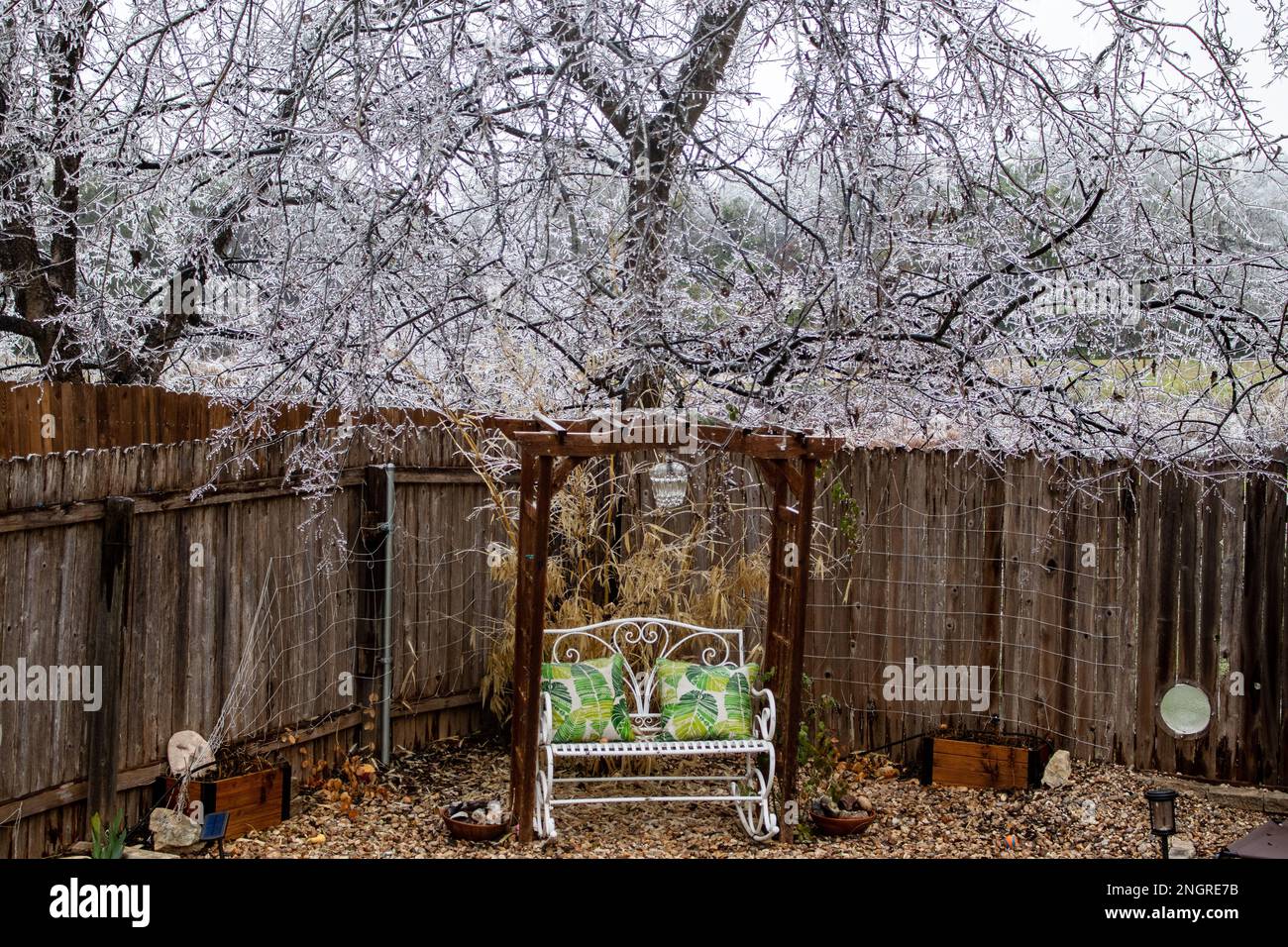 Nach einem Wintersturm in Austin, TX, hängt ein wunderschöner gefrorener, mit Eis bedeckter Kristallbaum über einer Gartenbank Stockfoto