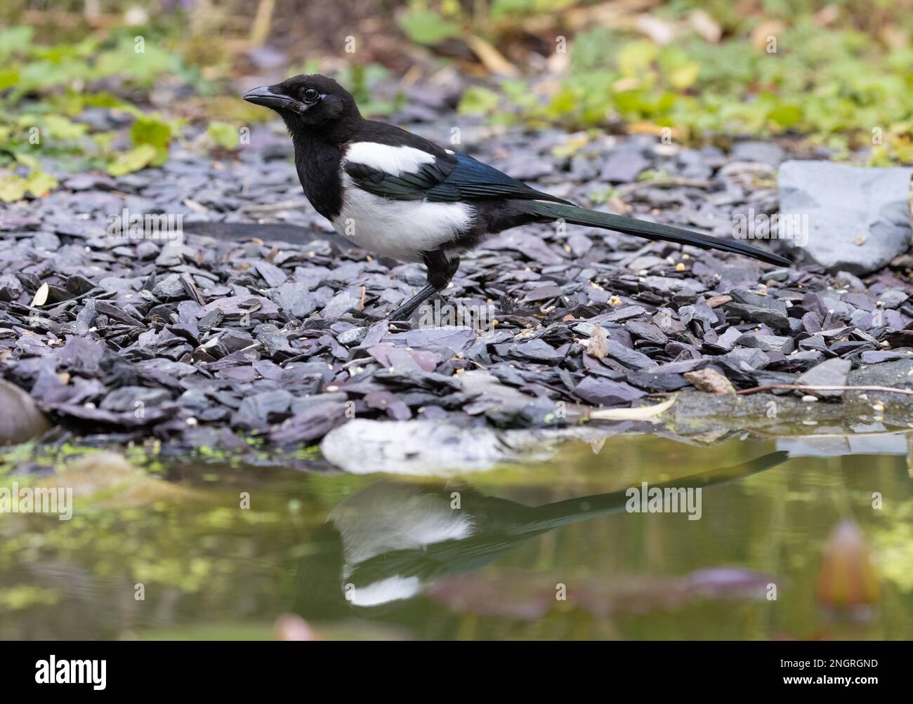 Elster [ Pica pica ] am Rande des Gartenteichs mit Reflexion Stockfoto