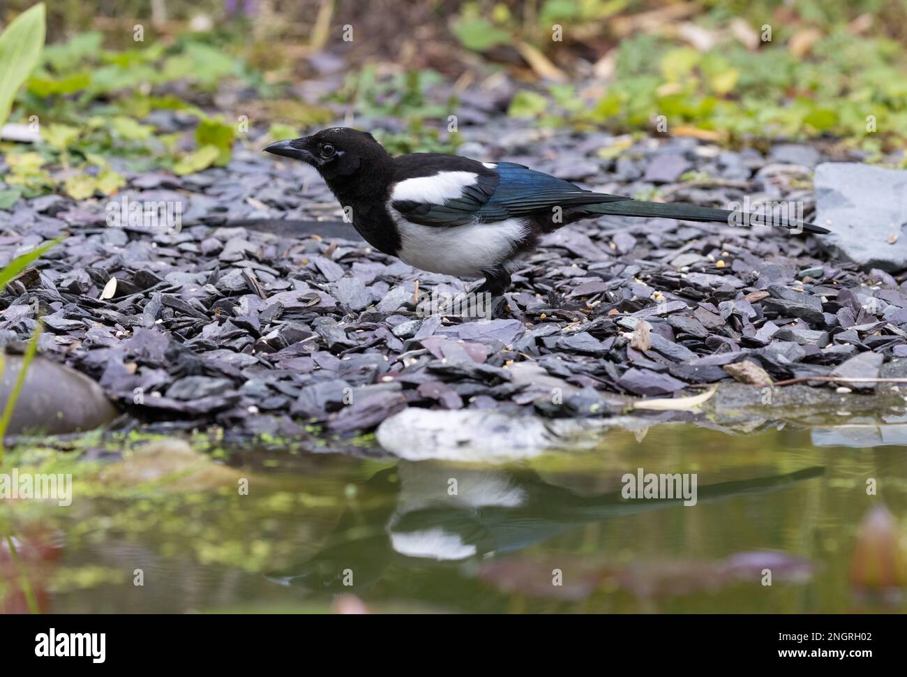 Elster [ Pica pica ] am Rande des Gartenteichs mit Reflexion Stockfoto