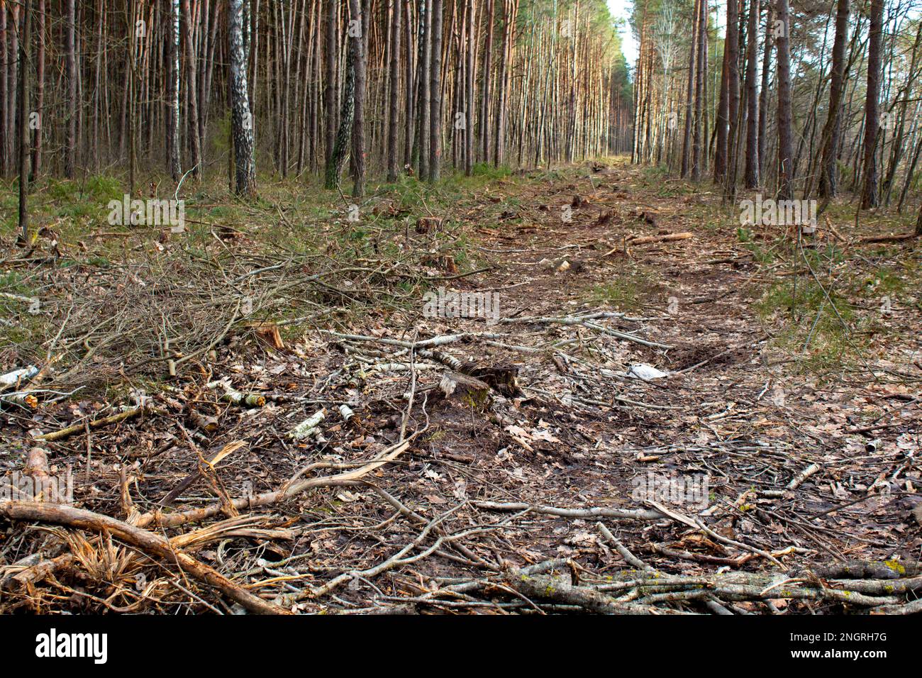 Protokollierung. Die Landschaft eines Holzwaldes. Das Konzept der Ökologie, der Umwelt. Stockfoto