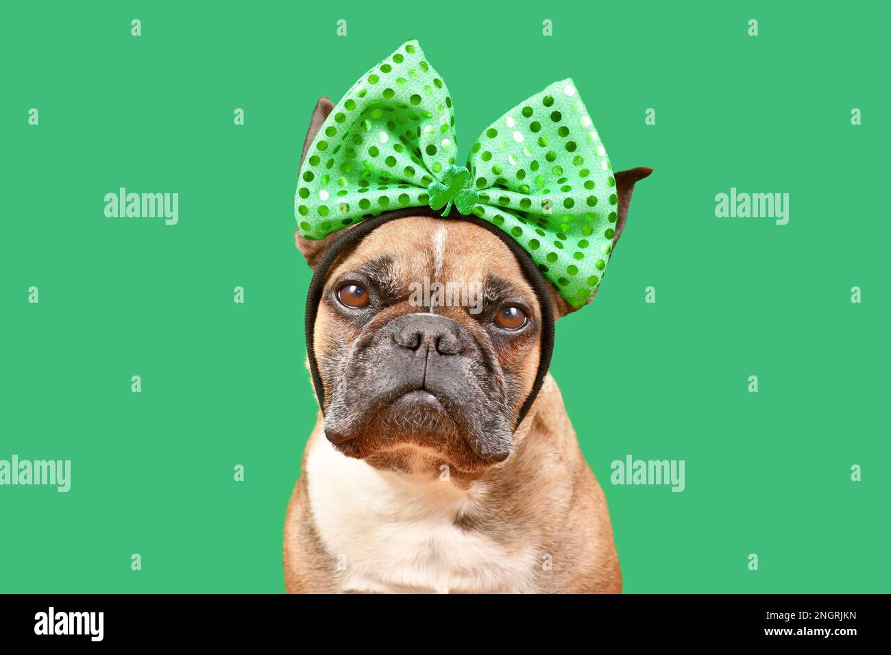 Französischer Bulldog trägt St. Patrick's Day Kostüm Stirnband mit Schleife und Shamrock auf grünem Hintergrund Stockfoto