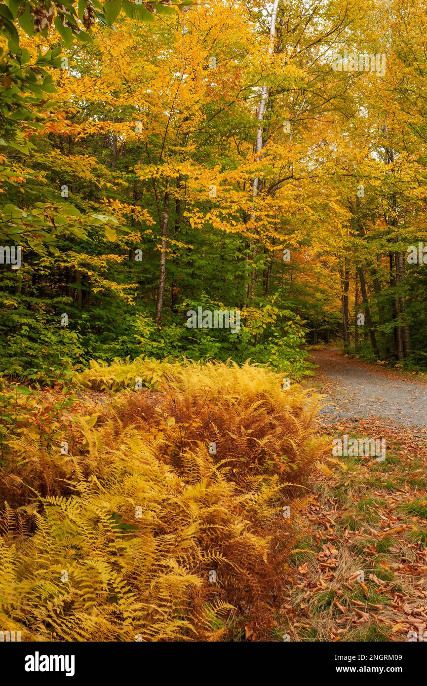 Ein Schierling-Hartholzwald im Vollblütenlaub. Ahorn-, Buchen- und Birkenbäume in feurigen Herbstfarben. Farne am Straßenrand. Borestone Mountain, USA Stockfoto