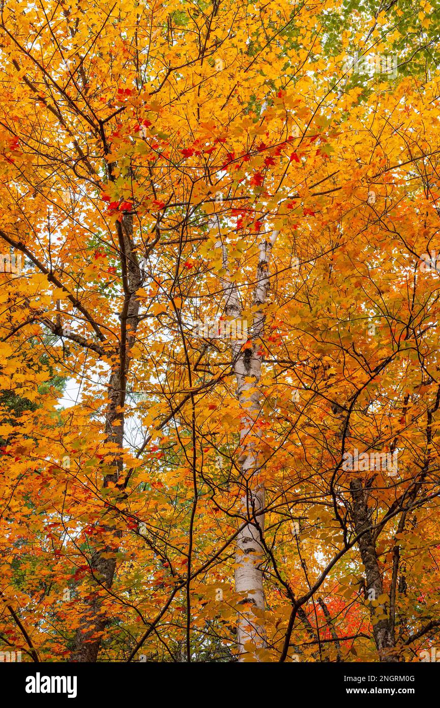Baumkronen aus Zuckerahorn und Birkenbäumen in goldenen und roten Farben. Borestone Mountain Audubon Sanctuary, Maine, USA Stockfoto