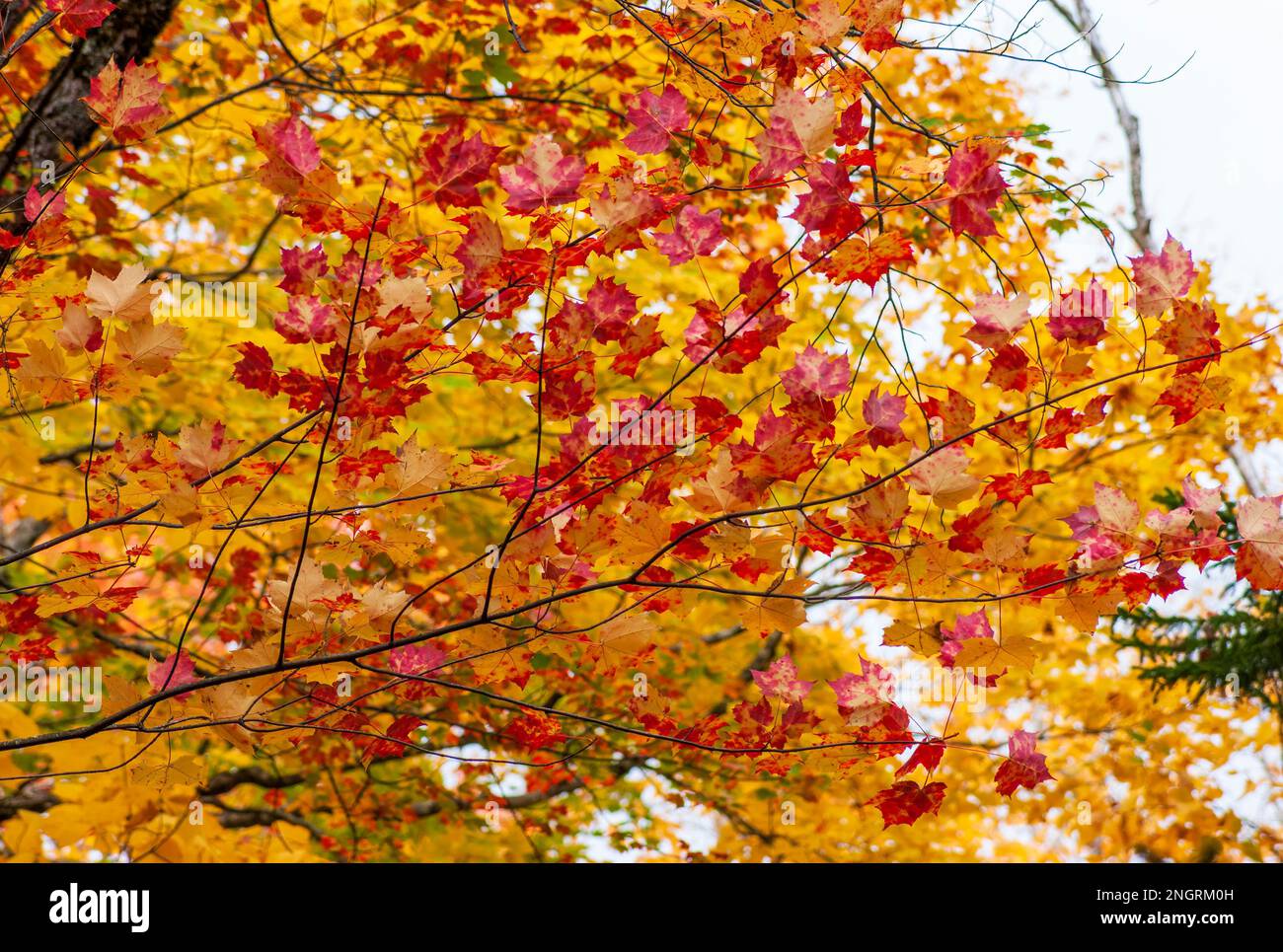 Der Zweig eines roten Ahornbaums (Acer rubrum) bei Herbstspitzen, in goldenen und roten Farben. Borestone Mountain, Maine, USA Stockfoto