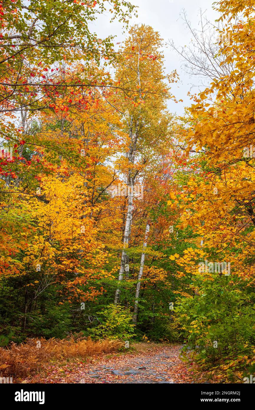 Bergstraße durch einen Schinkenholzwald in voller Bergkulisse. Ahorn-, Buchen- und Birkenbäume in feurigen Herbstfarben. Borestone Mountain, Maine, USA Stockfoto