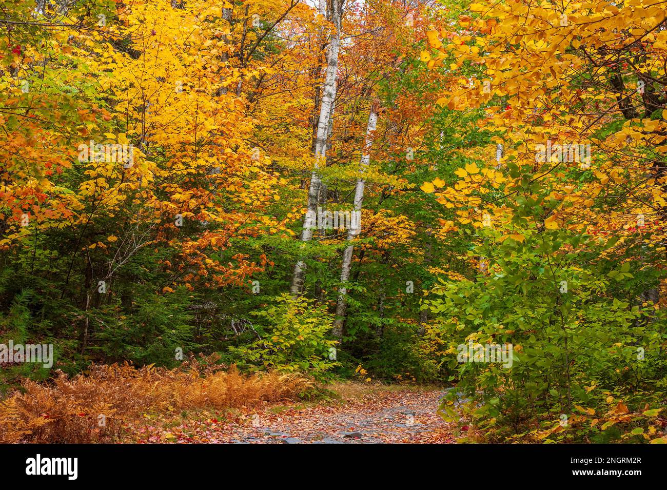 Bergstraße durch einen Schinkenholzwald in voller Bergkulisse. Ahorn-, Buchen- und Birkenbäume in feurigen Herbstfarben. Borestone Mountain, Maine, USA Stockfoto