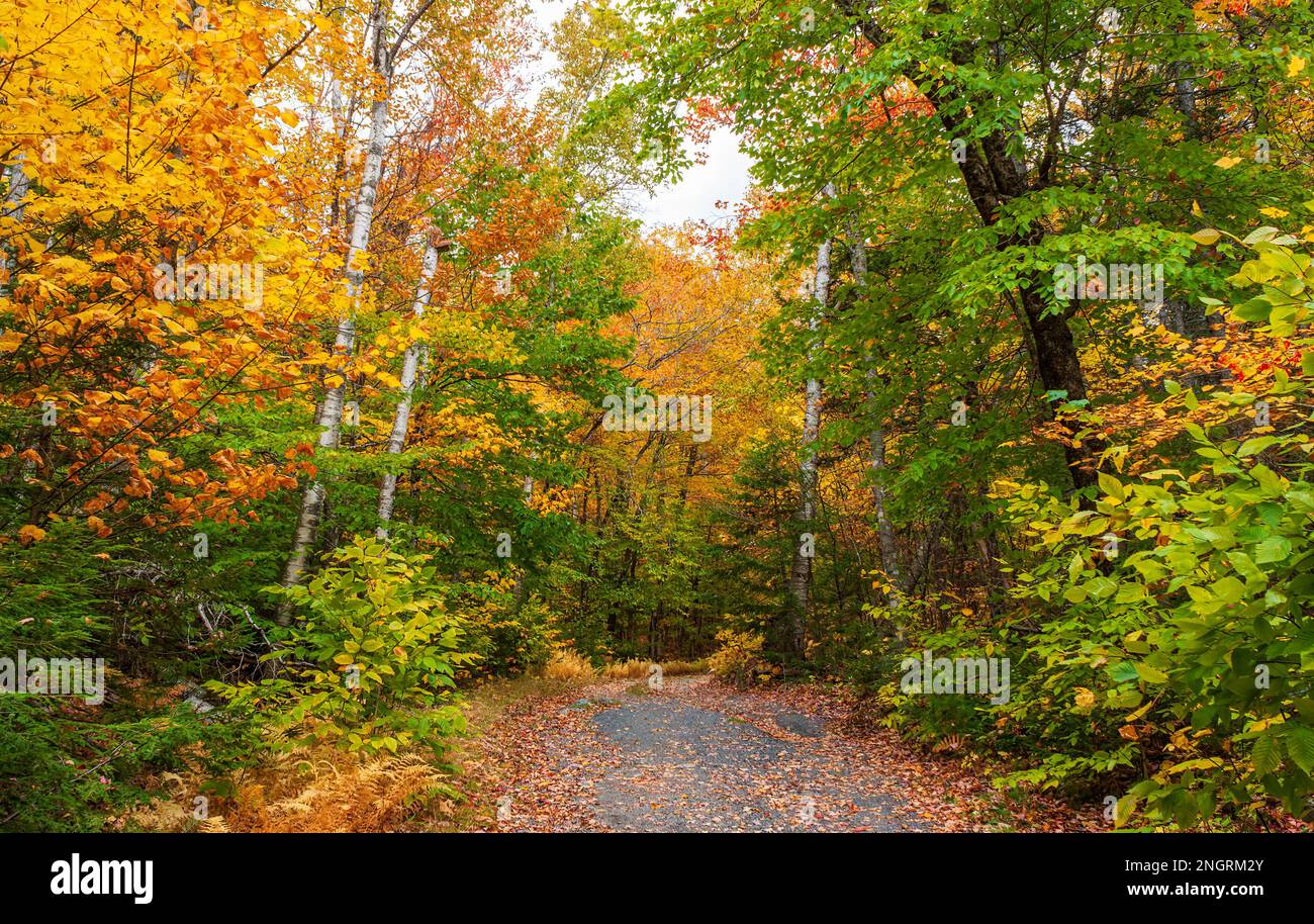 Bergstraße durch einen Schinkenholzwald in voller Bergkulisse. Ahorn-, Buchen- und Birkenbäume in feurigen Herbstfarben. Borestone Mountain, Maine, USA Stockfoto