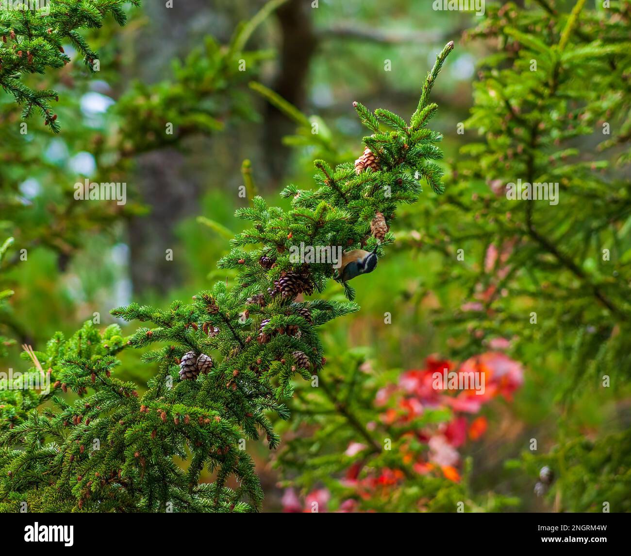 Eine Rotbrüstige Nuthatch (Sitta canadensis), die auf der Suche nach Kegelsamen an einem Ast einer Ostfichte (Picea rubens) ist. Borestone Mountain, Maine, USA Stockfoto