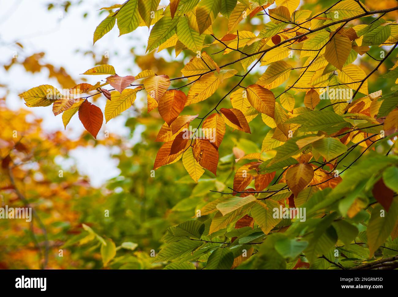 Ein Ast einer amerikanischen Buche (Fagus grandifolia) im Hochherbstlaub. Blätter in Gelb- und Grüntönen. Borestone Mountain, Maine, USA. Stockfoto