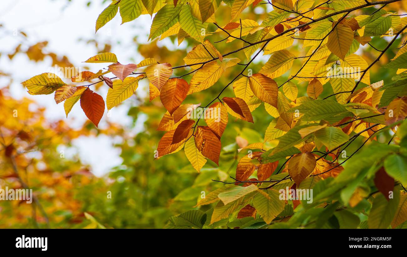 Ein Ast einer amerikanischen Buche (Fagus grandifolia) im Hochherbstlaub. Blätter in Gelb- und Grüntönen. Borestone Mountain, Maine, USA. Stockfoto