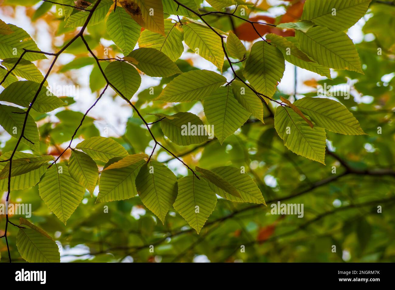 Ein Ast einer amerikanischen Buche (Fagus grandifolia) im Hochherbstlaub. Blätter in Grüntönen. Borestone Mountain, Maine, USA. Stockfoto