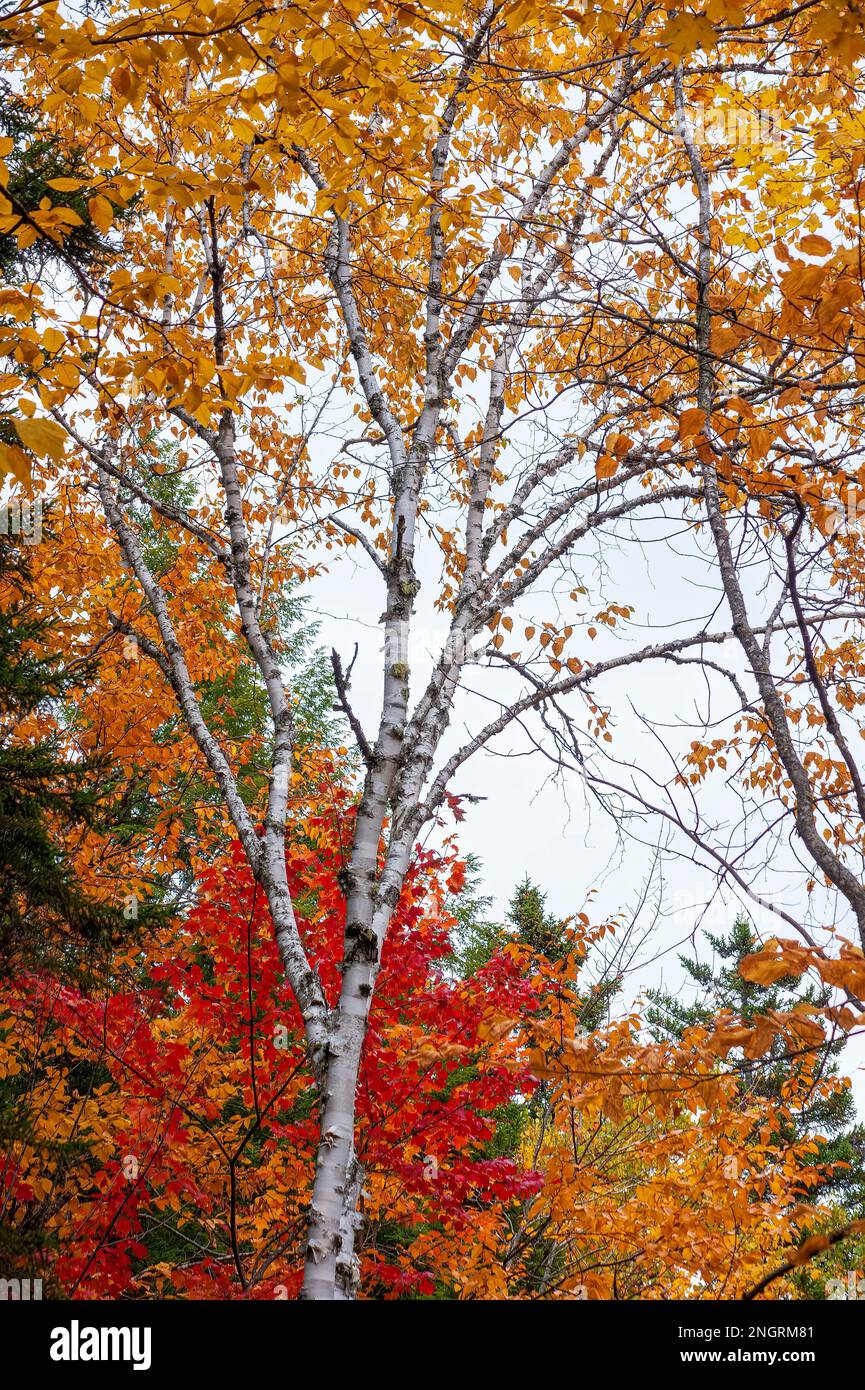 Eine Birke im Hochherbstlaub. Borestone Mountain, Maine, USA. Stockfoto