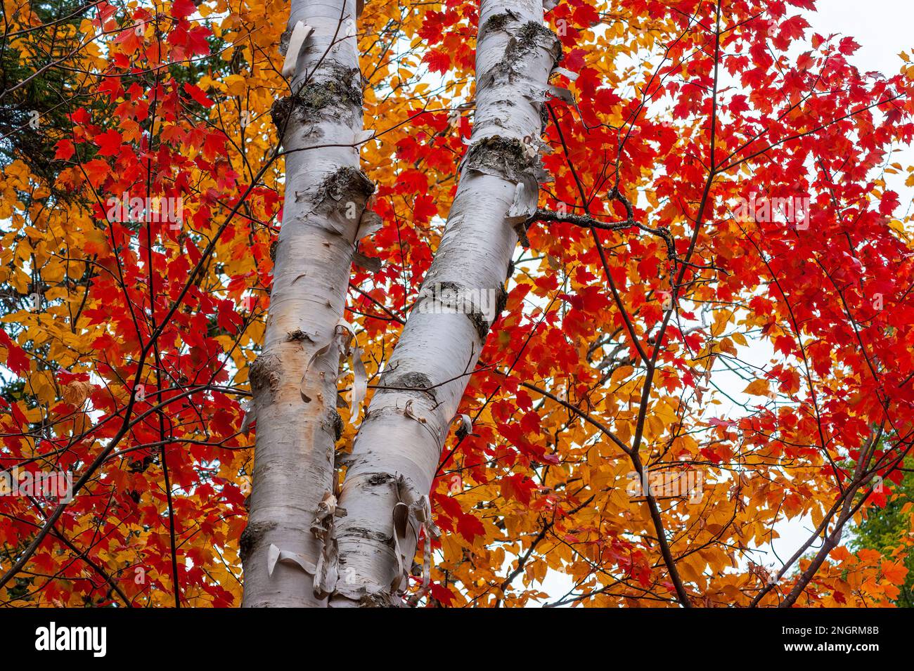 Der weiße Stamm einer Birke gegen das Laub eines roten Ahornbaumes in den Herbstfarben. Borestone Mountain, Maine, USA. Stockfoto