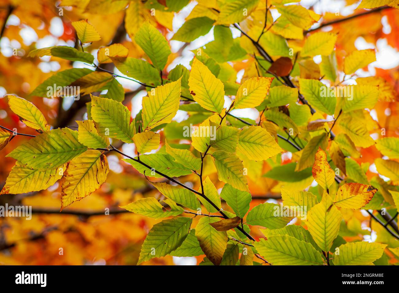 Ein Ast einer amerikanischen Buche (Fagus grandifolia) im Hochherbstlaub. Blätter in Gelb- und Grüntönen. Borestone Mountain, Maine, USA. Stockfoto