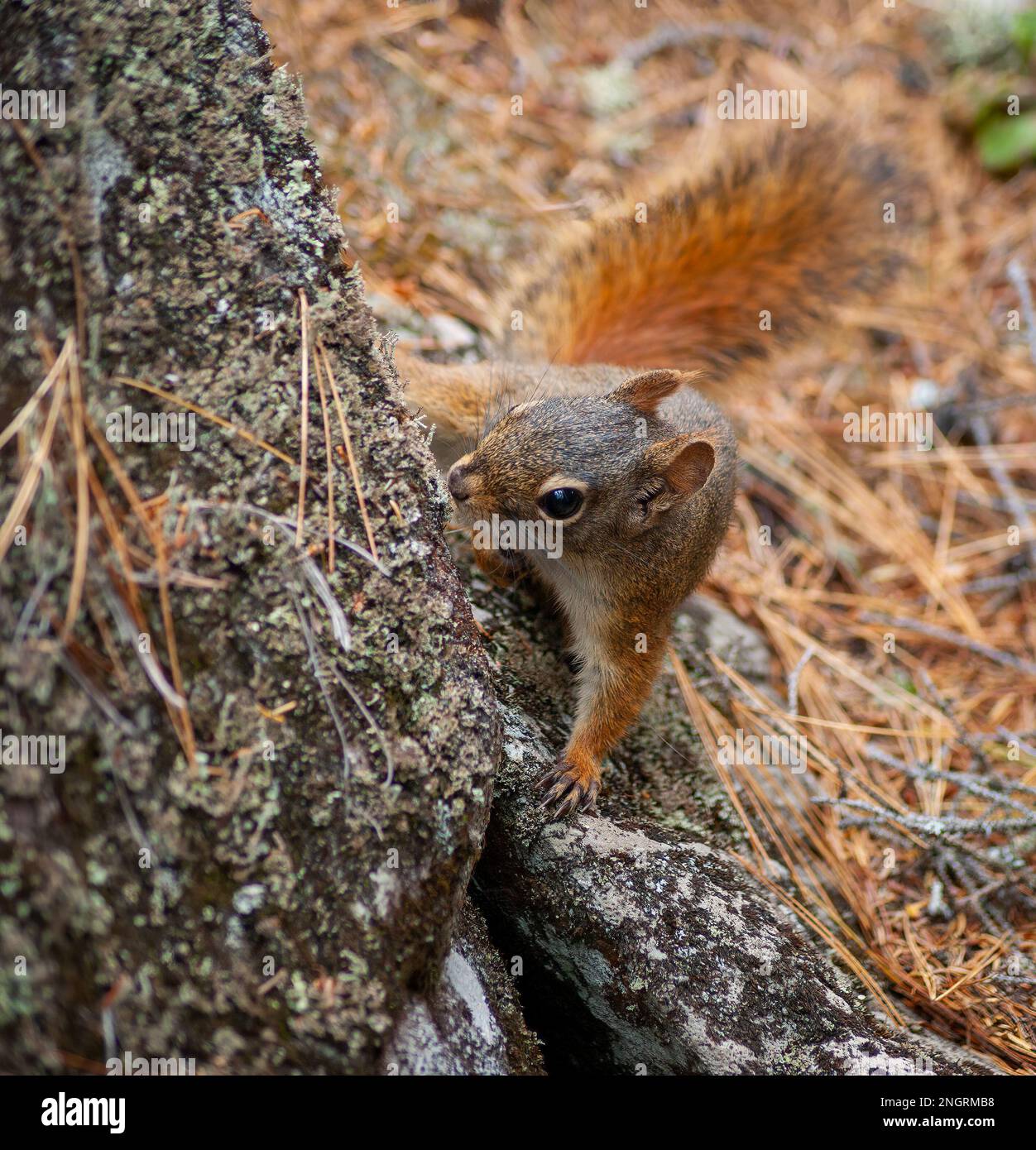 Ein amerikanisches Rotes Eichhörnchen (Tamiasciurus hudsonicus) am Stamm einer Kiefer. Borestone Mountain Audubon Sanctuary, Maine, USA Stockfoto