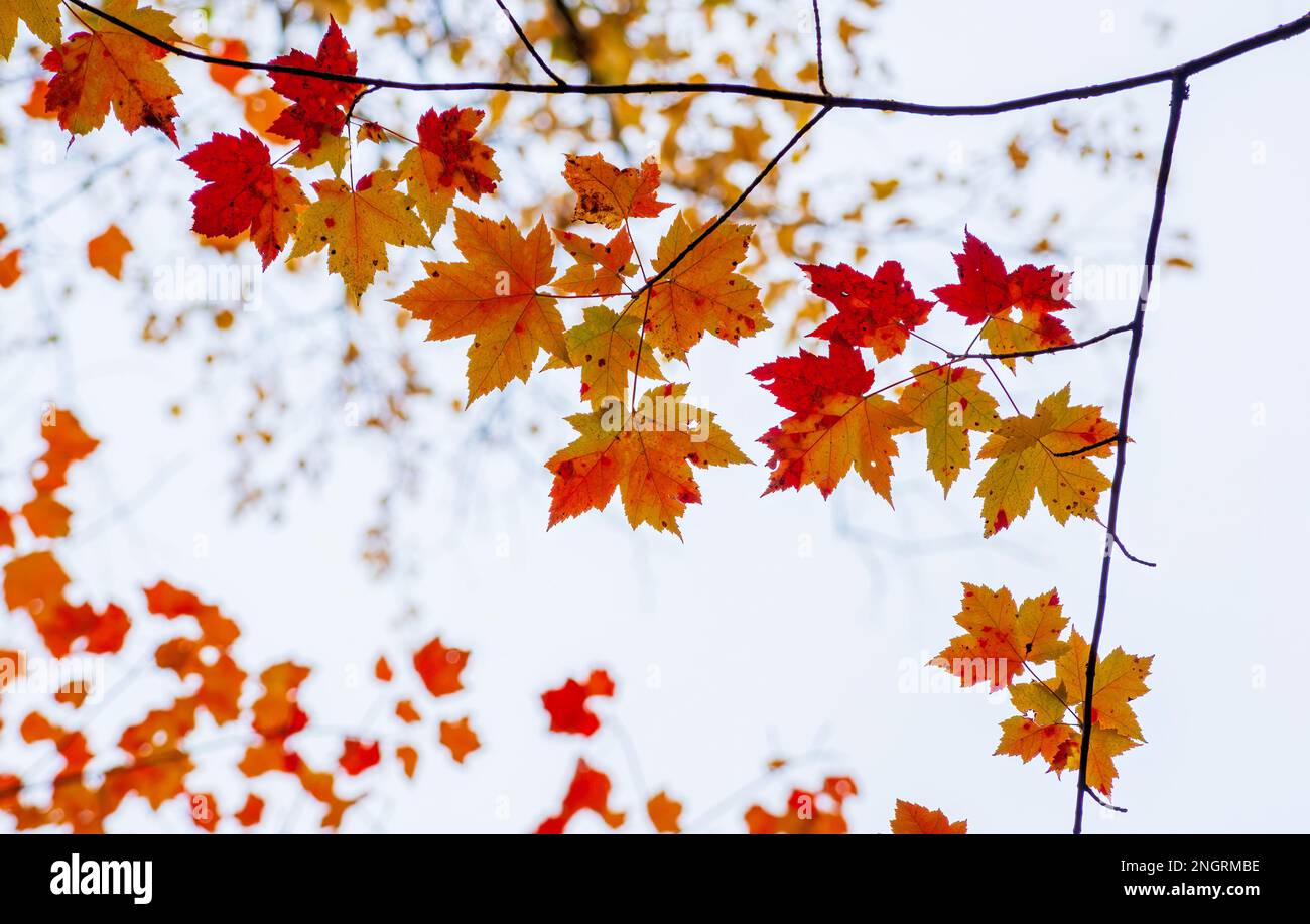 Der Ast eines Zuckerahornbaums (Acer saccharum) im Hochherbstlaub, mit Blättern in goldenen und roten Tönen, vor einem weißen Himmel. Borestone Mountain. Stockfoto