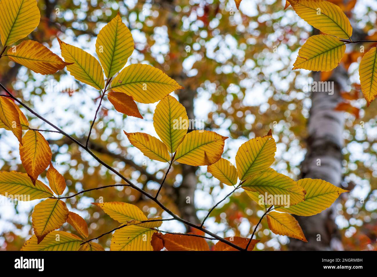 Zweig einer amerikanischen Buche (Fagus grandifolia) im Hochherbstlaub, mit Blättern in Gelb- und Grüntönen. Borestone Mountain, Maine, USA. Stockfoto