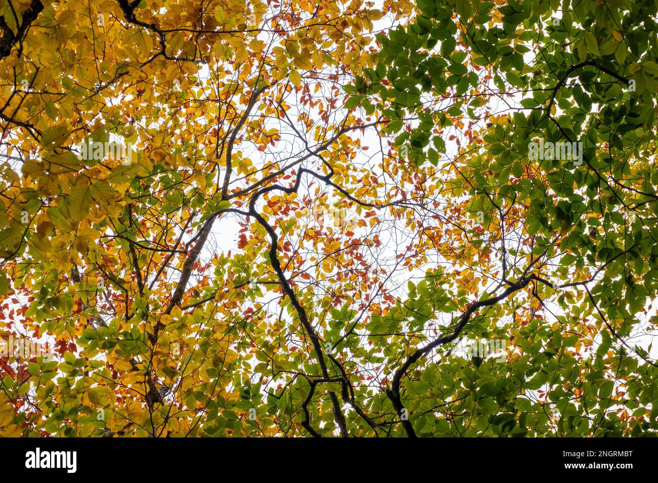Das Baldachin der Buche (Fagus) am Gipfel des Herbstlaubs, in goldenen und grünen Farben. Borestone Mountain Audubon Sanctuary, Maine, USA Stockfoto