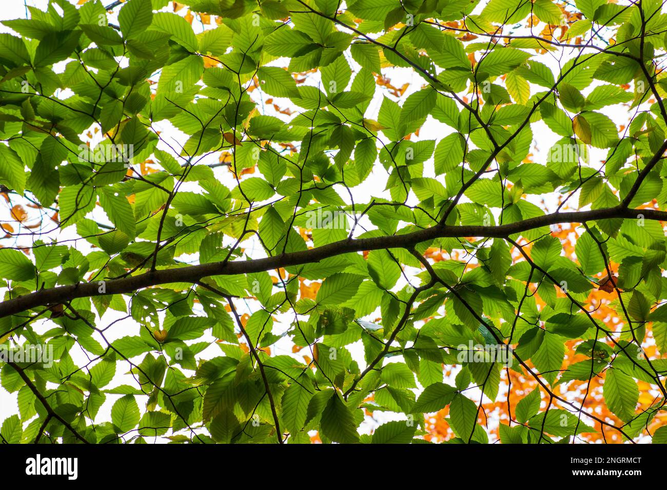 Zweig einer Buche (Fagus) mit grünem Laub. Borestone Mountain Audubon Sanctuary, Maine, USA Stockfoto