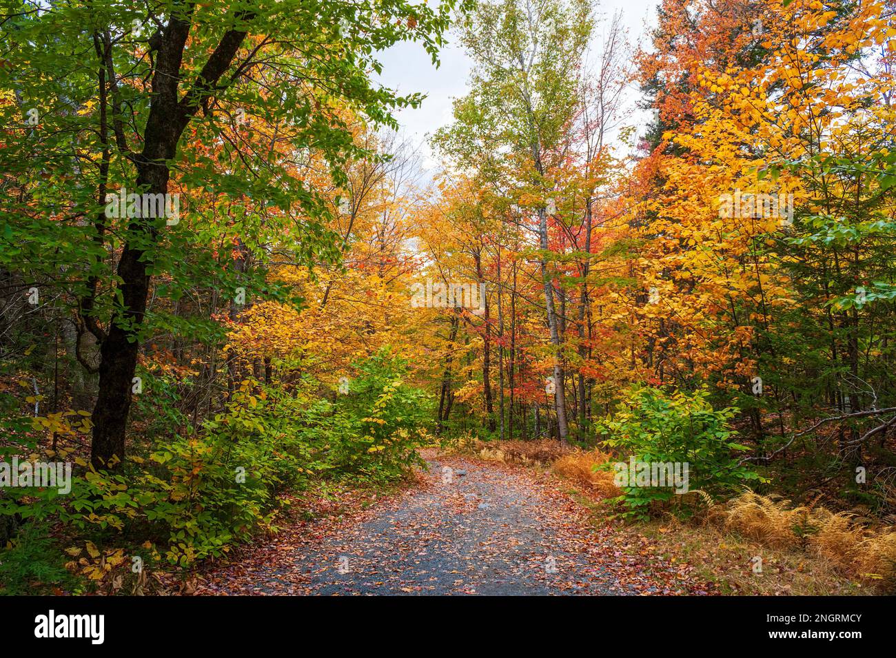 Bergstraße durch einen Schinkenholzwald in voller Bergkulisse. Ahorn-, Buchen- und Birkenbäume in feurigen Herbstfarben. Borestone Mountain, Maine, USA Stockfoto