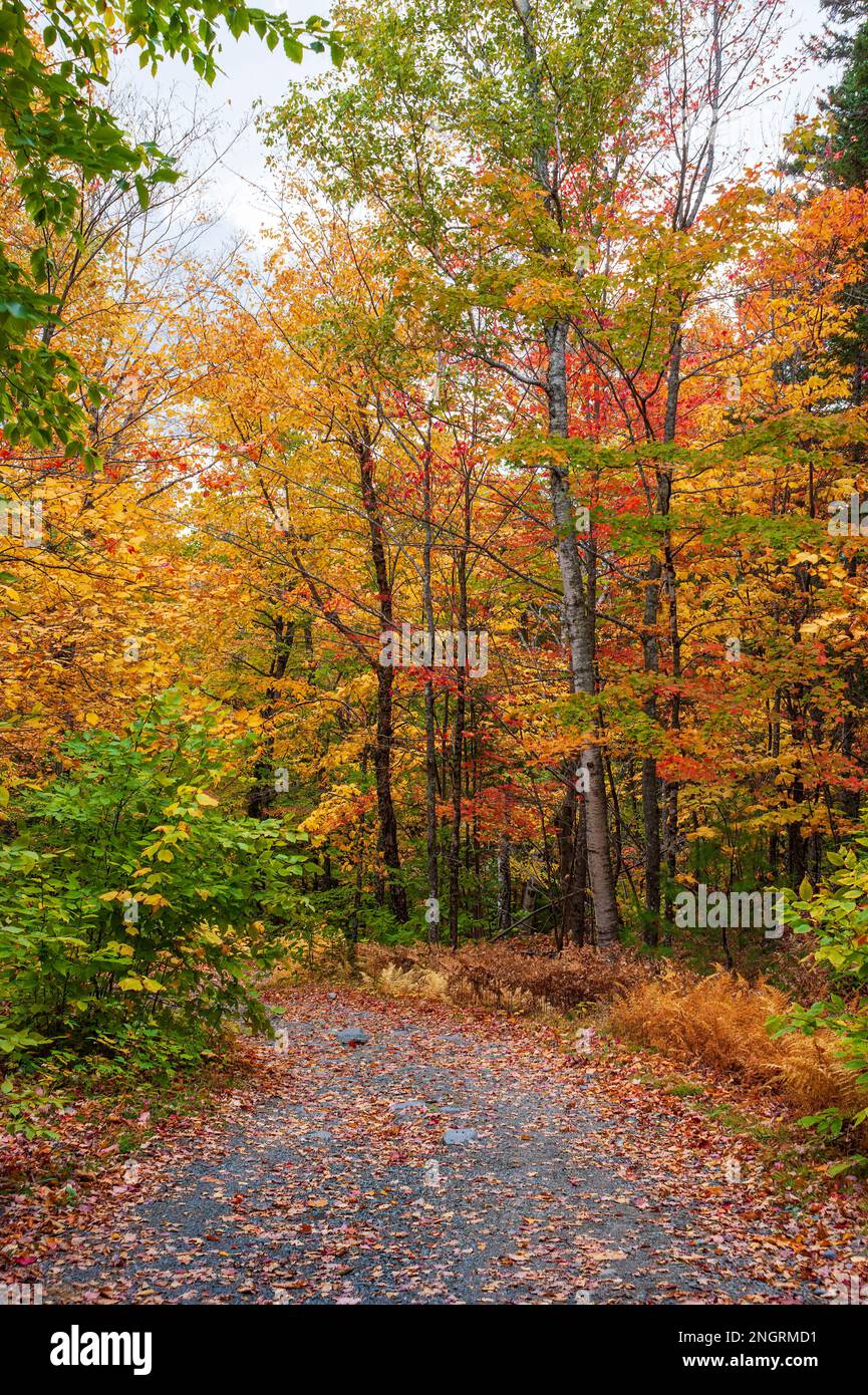 Bergstraße durch einen Schinkenholzwald in voller Bergkulisse. Ahorn-, Buchen- und Birkenbäume in feurigen Herbstfarben. Borestone Mountain, Maine, USA Stockfoto