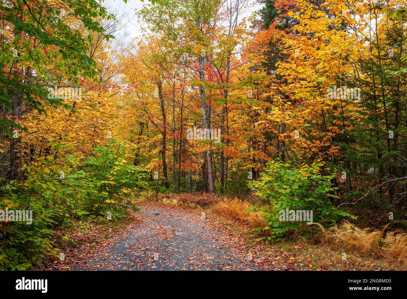 Bergstraße durch einen Schinkenholzwald in voller Bergkulisse. Ahorn-, Buchen- und Birkenbäume in feurigen Herbstfarben. Borestone Mountain, Maine, USA Stockfoto
