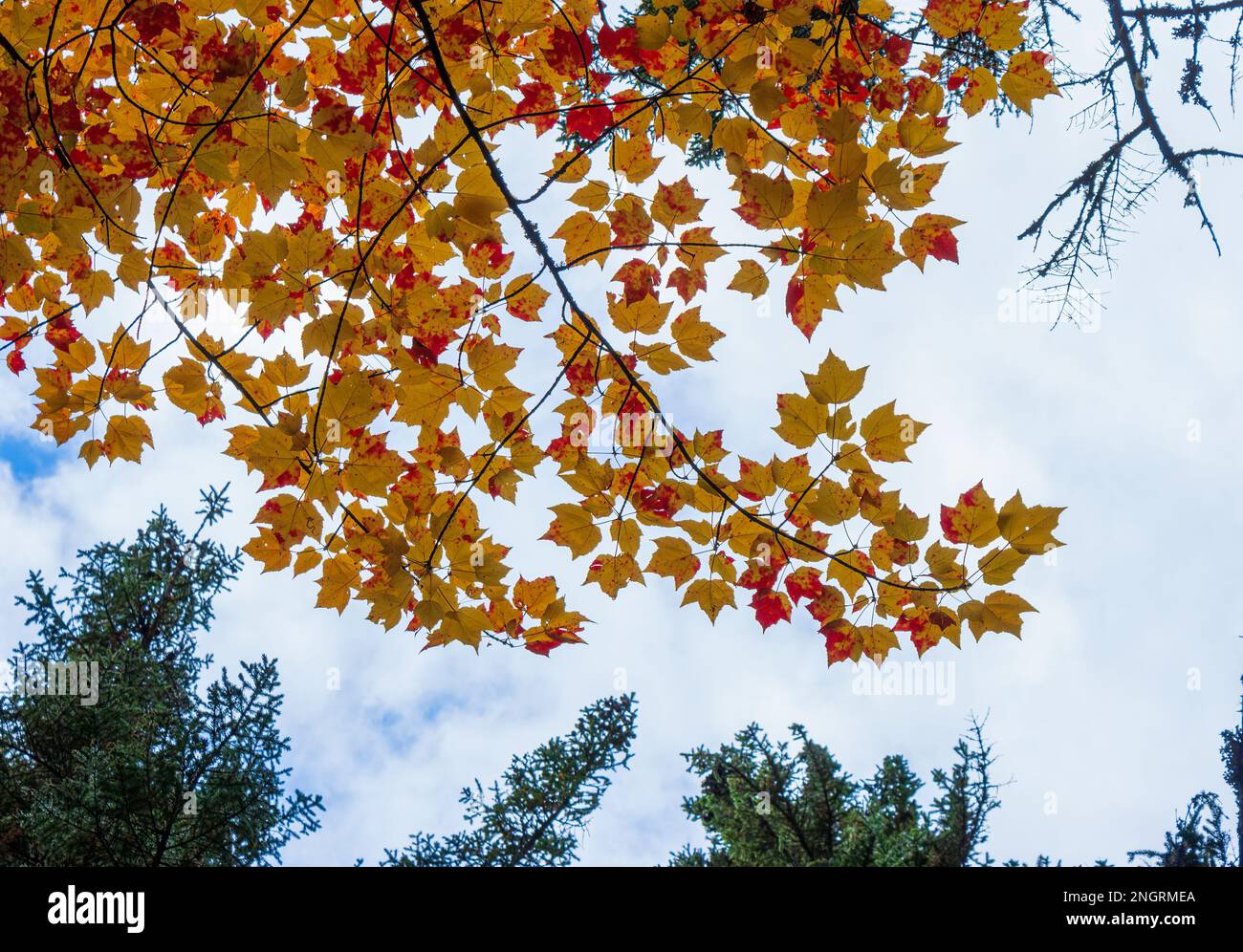 Der Zweig eines roten Ahornbaums (Acer rubrum) bei Herbstspitzen, in goldenen und roten Farben. Borestone Mountain Audubon Sanctuary, Maine, USA Stockfoto