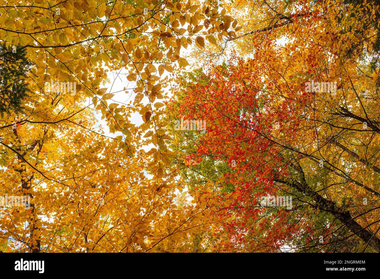 Baumkronen aus Buchen und roten Ahornbäumen in goldenen und roten Farben. Borestone Mountain Audubon Sanctuary, Maine, USA Stockfoto