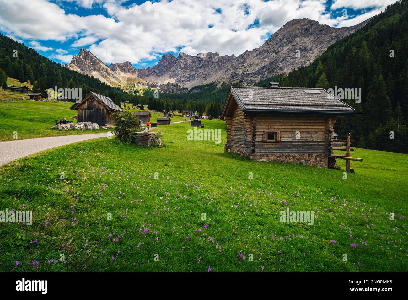 Fantastisches San Nicolo Tal mit niedlichen Holzhütten und blühenden lila Krokusblumen auf den grünen Feldern, Dolomiten, Italien, Europa Stockfoto