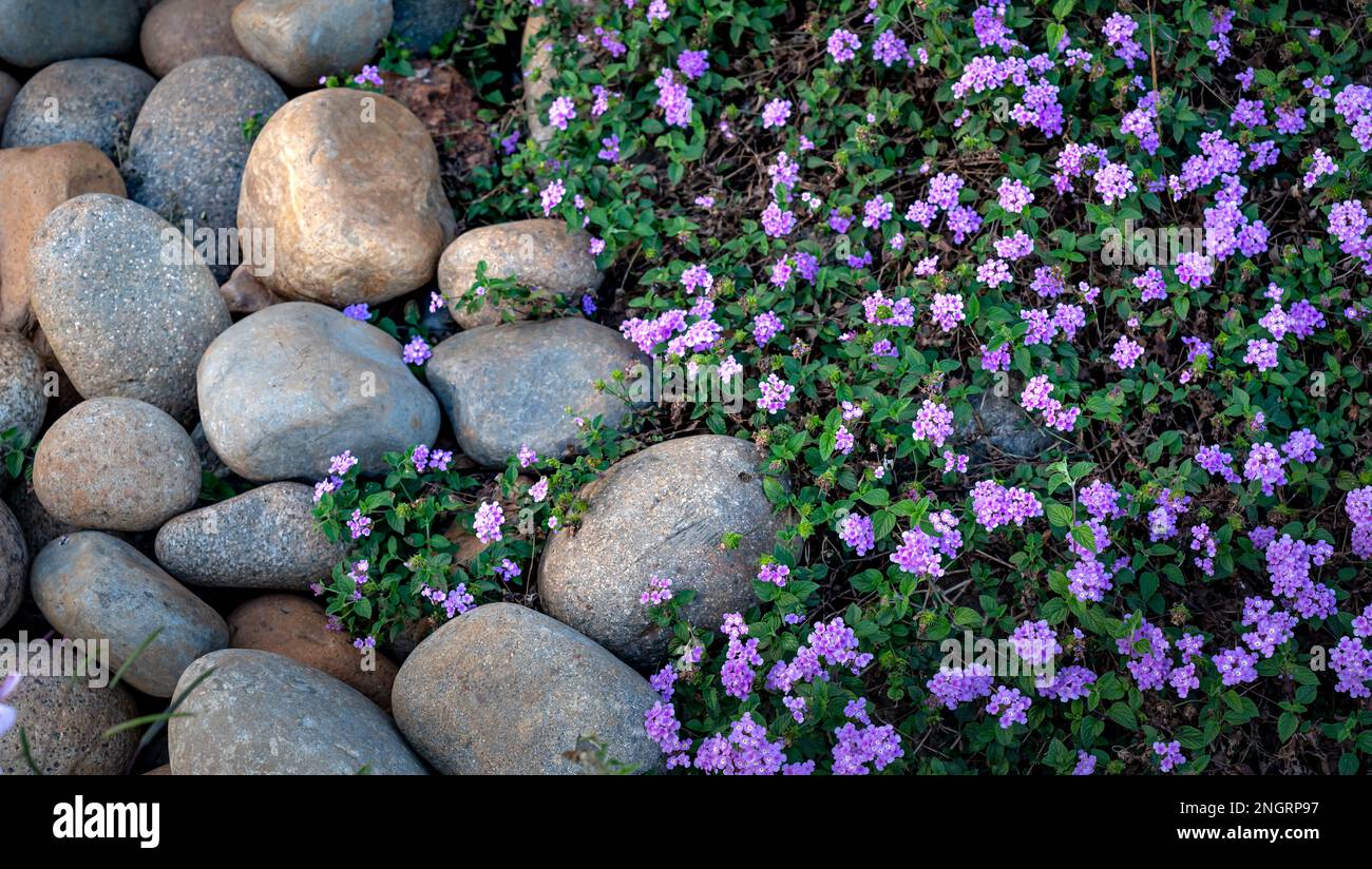 Lantana montevidensis auf Felszäunen. Dies ist eine Art, die unter vielen gebräuchlichen Namen bekannt ist, wie z. B. Spurenmaterial, klein, violett. Diese Art ist in South Ame heimisch Stockfoto