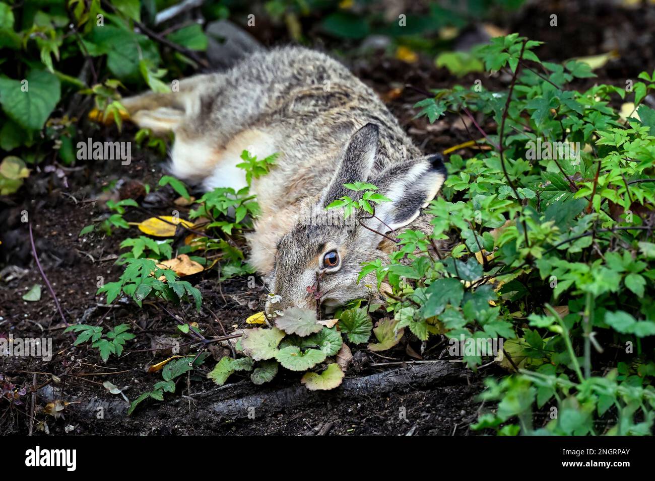Hasenruhe Stockfoto