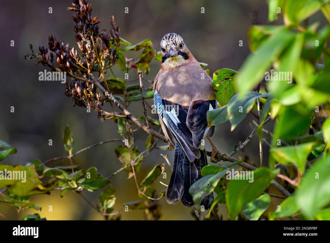 Eurasian jay blickt zurück Stockfoto