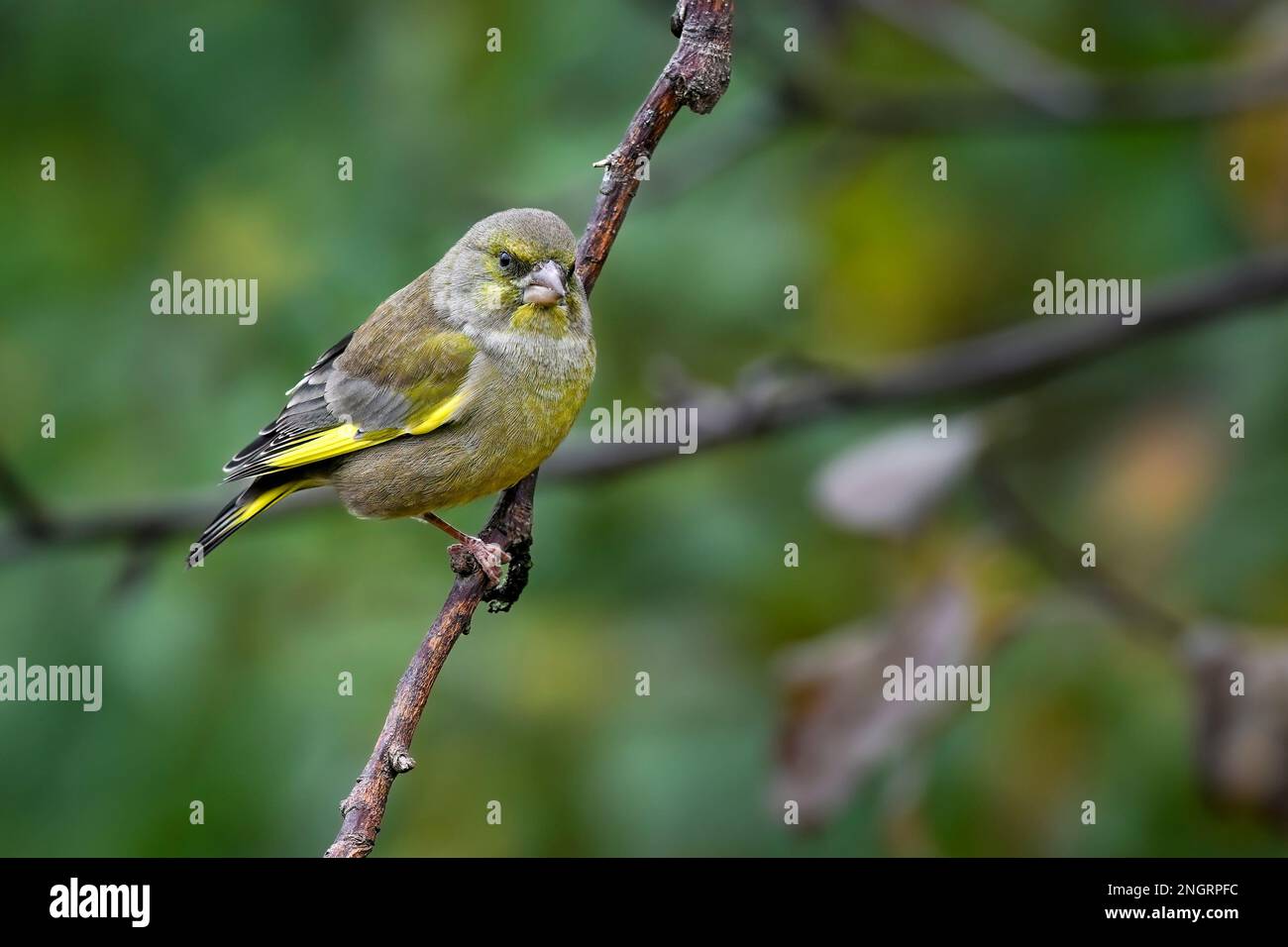 Greenfinch im Herbst Stockfoto