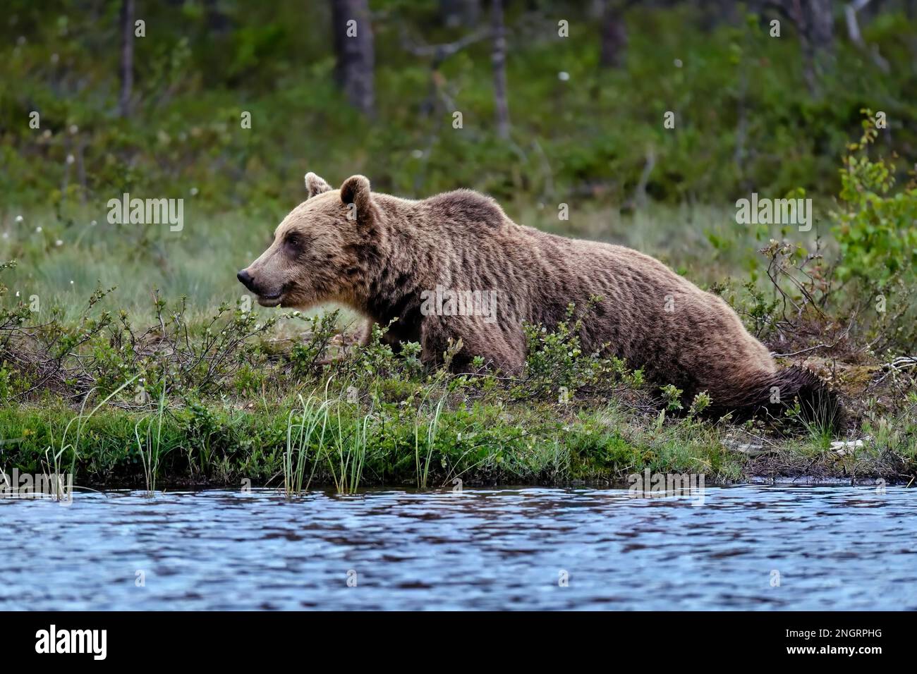 Braunbär ist entspannt auf dem Boden am Sumpf See im Wald. Stockfoto