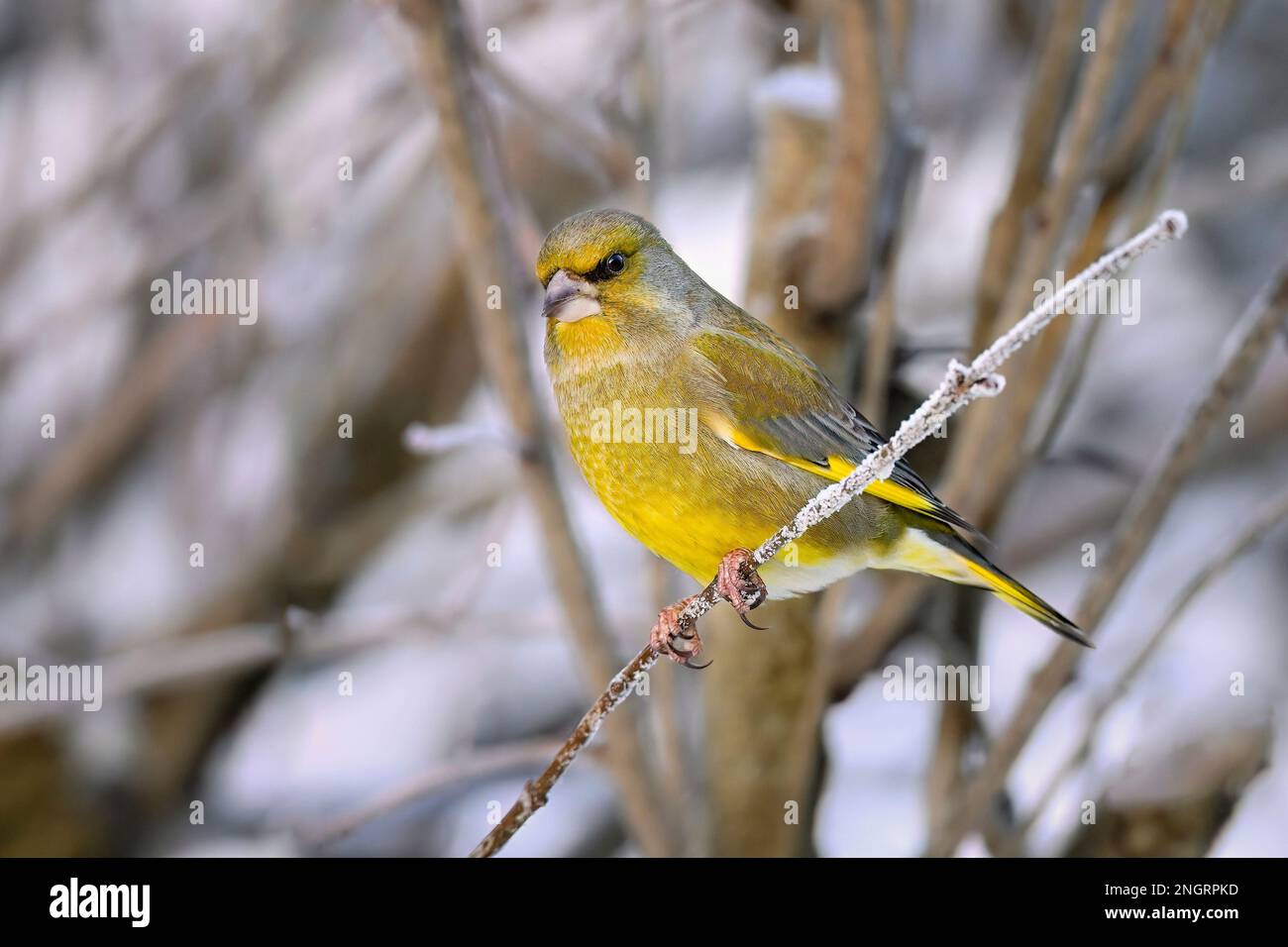 Grünfink im winter Stockfoto