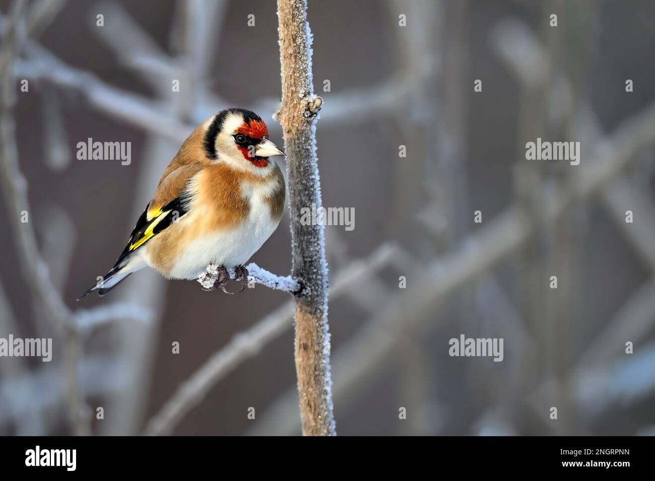 Goldfinch im kalten Winter Stockfoto