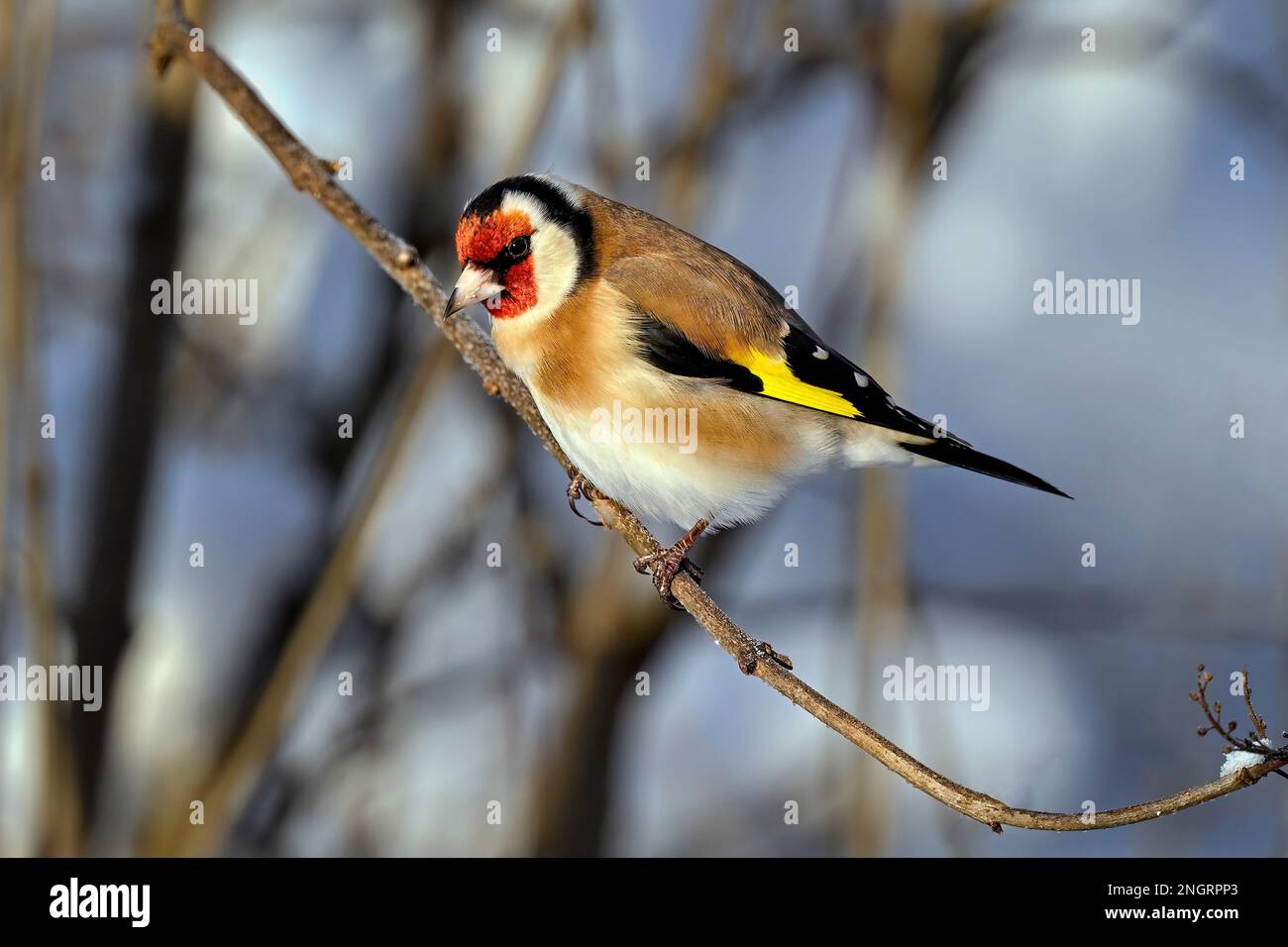 Stieglitz im winter Stockfoto
