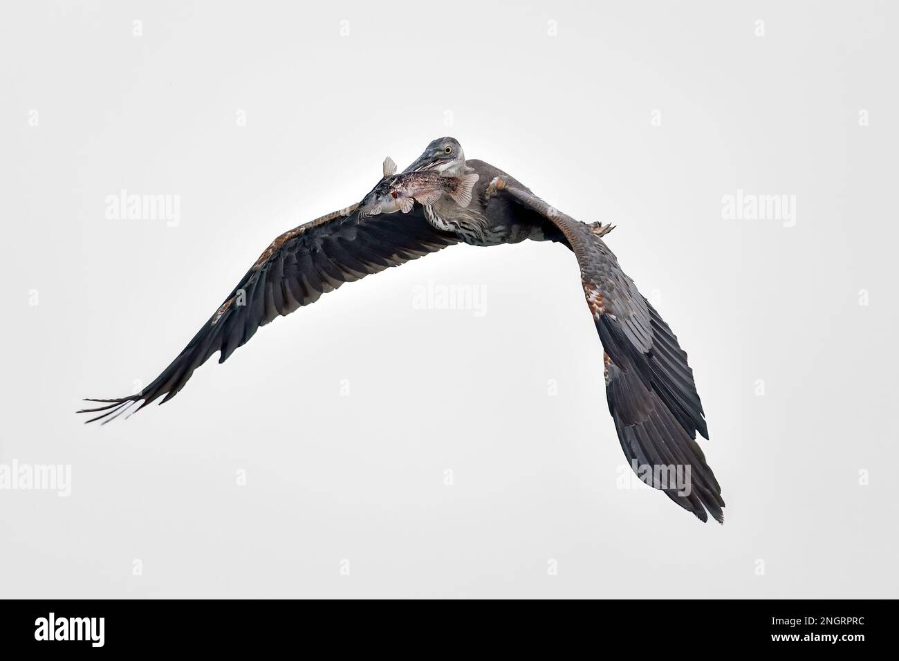 Großer Blauer Reiher mit einem Fang Stockfoto