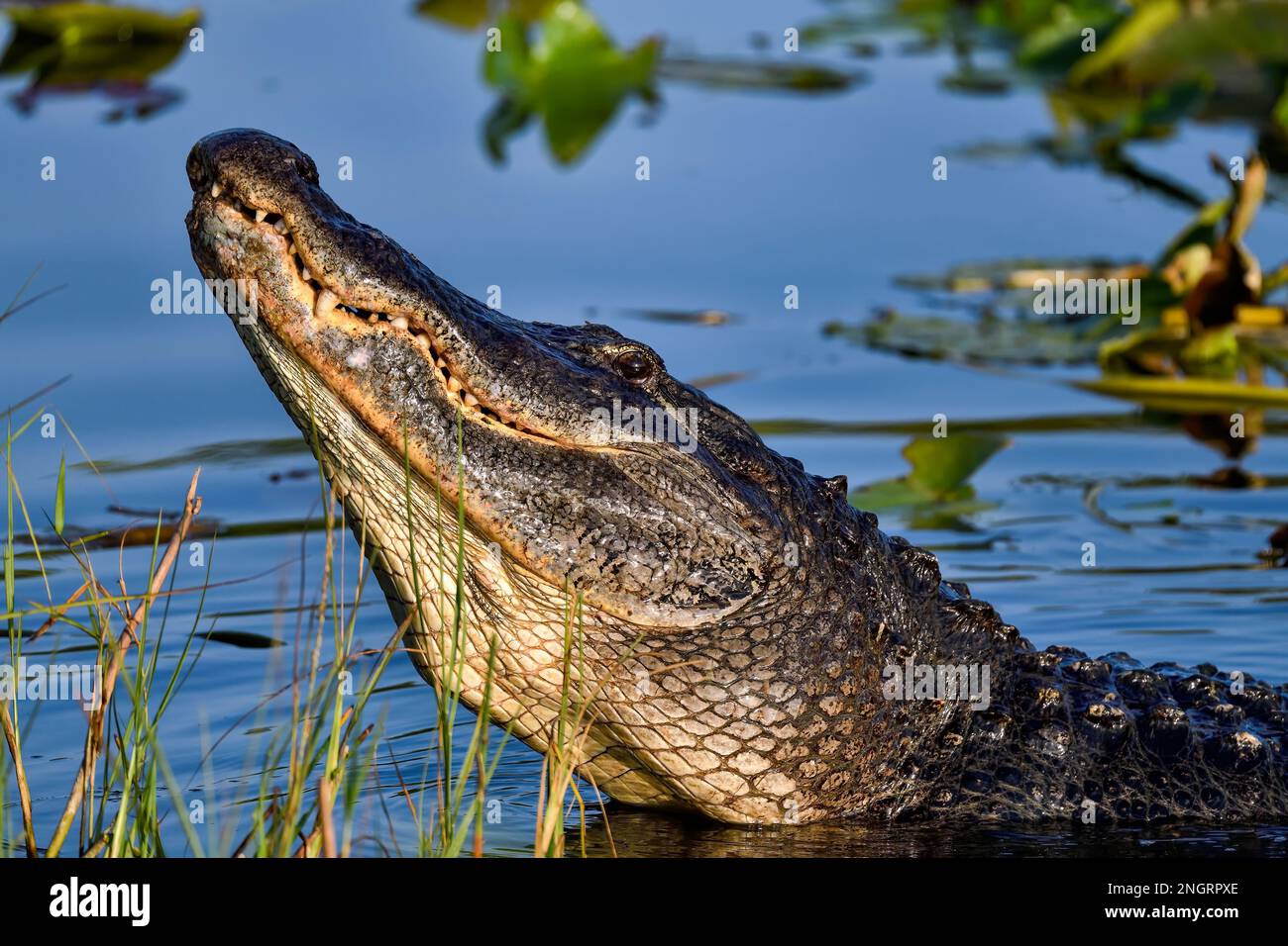 Es war die Zeit des Jahres, wenn männliche Alligatoren Brüllen und Gebrüll klingt. Stockfoto