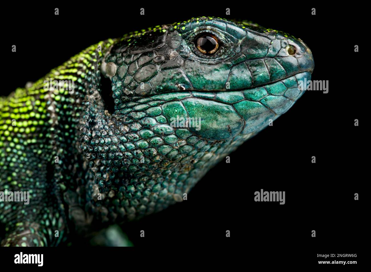 Schwarzkopfechse (Lacerta agilis exigua) Stockfoto