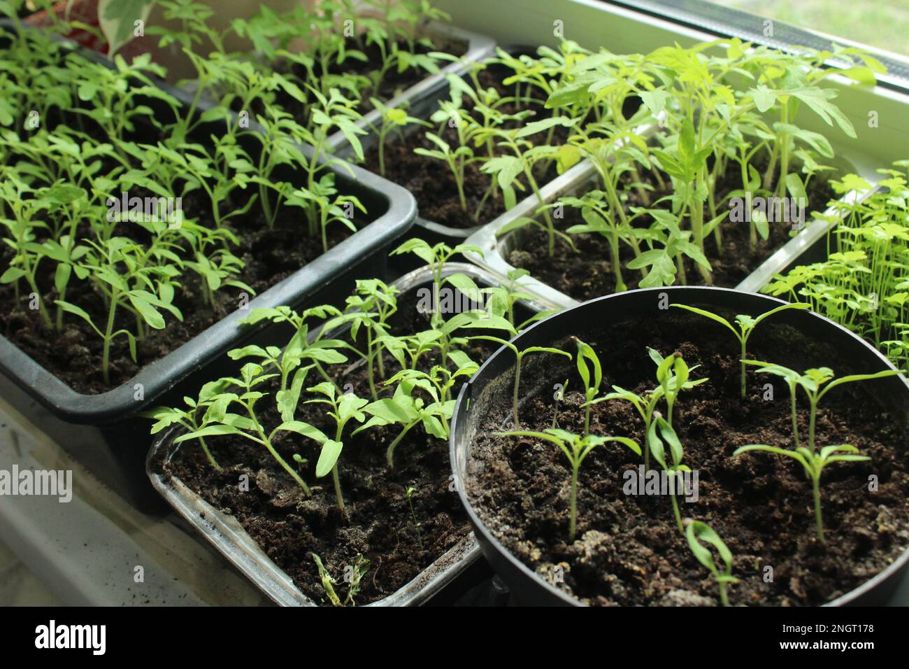 Setzlinge in Behältern zur Erzeugung von Tomatenpaprika. Gartenbau. Sommerhobby. Stockfoto