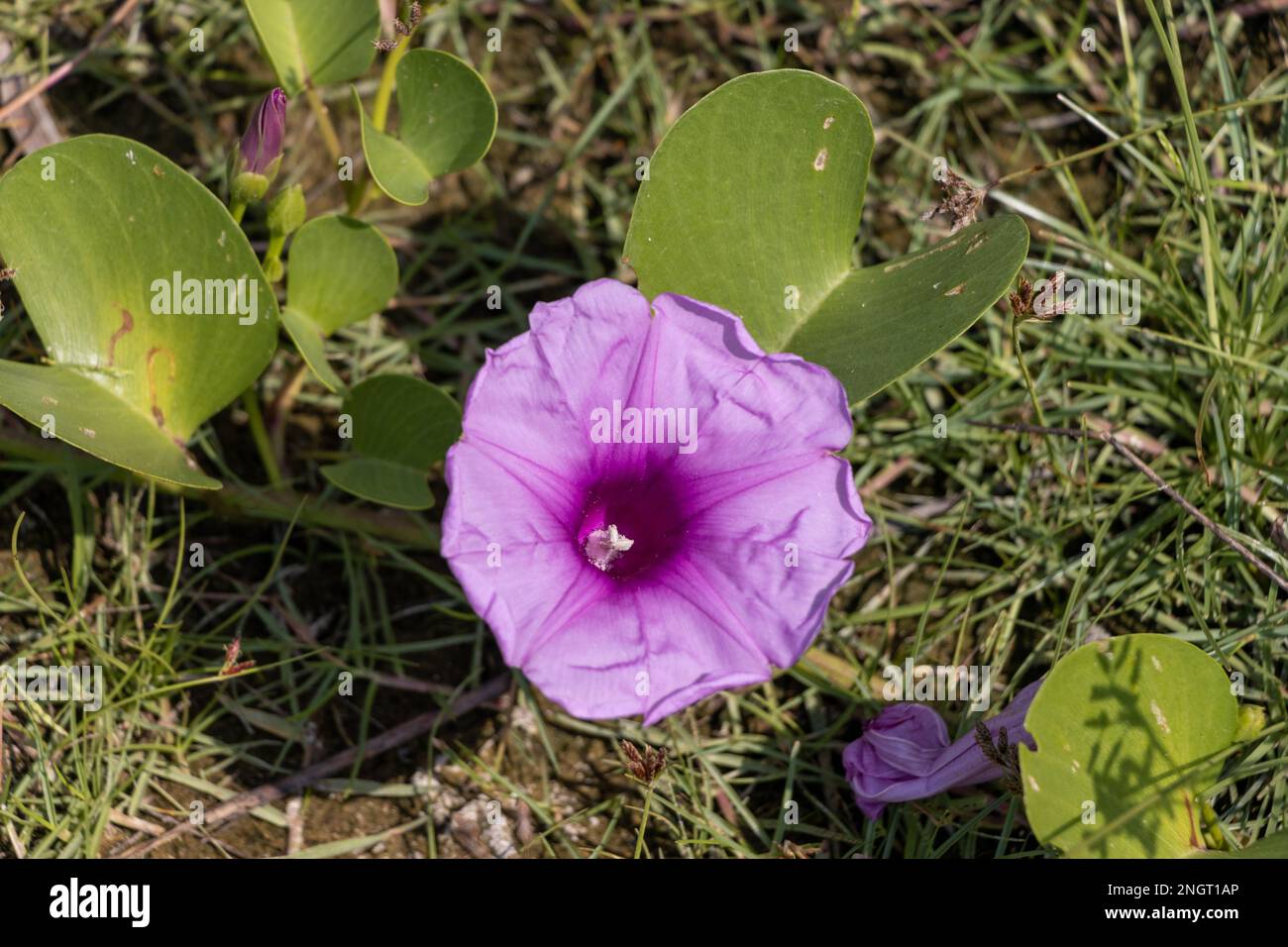 Beach Morning Glory Blumen, Ipomoea pes-caprae, wächst an den Stränden von Sri Lanka. Stockfoto