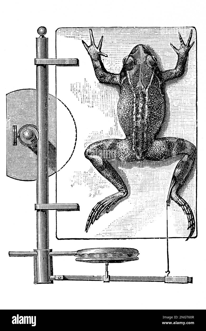 Myograph. Aufzeichnungsgerät zur Untersuchung der Muskelkontraktion. Antike Illustration aus einem Medizinbuch. 1889. Stockfoto