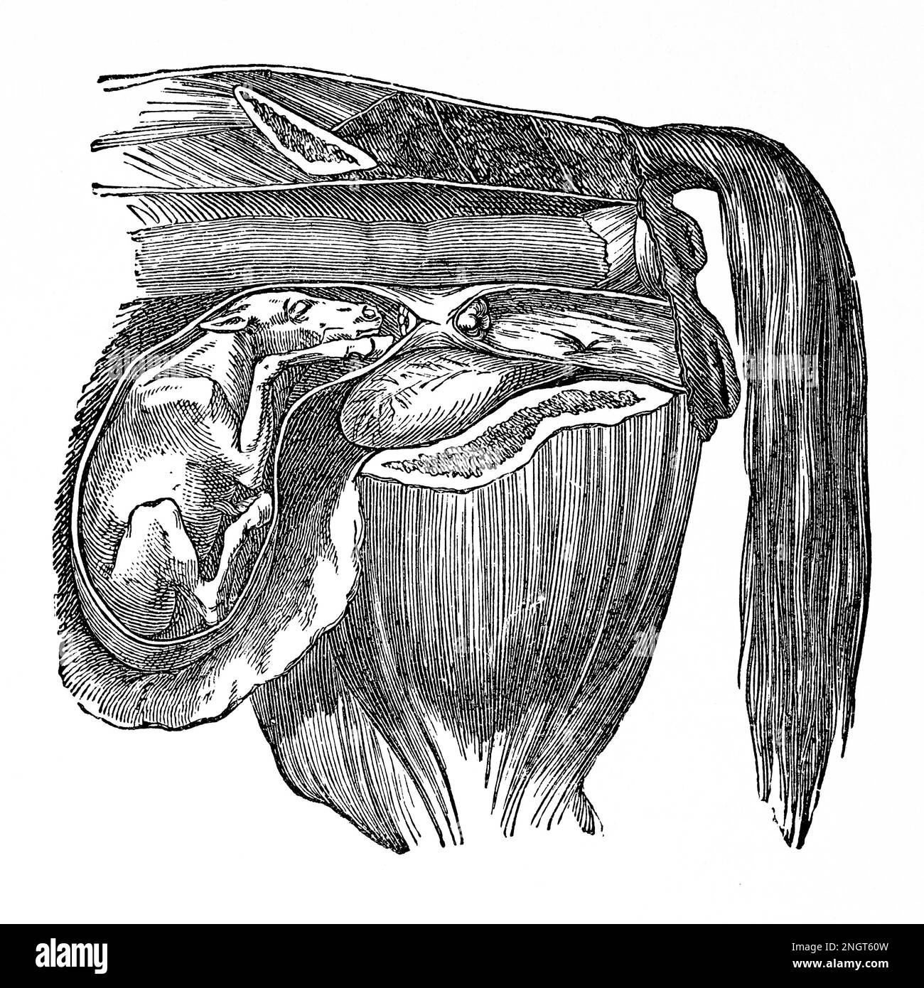 Die nächste Geburt eines Fohlen. Antike Illustration eines Medizinbuchs. 1889. Stockfoto