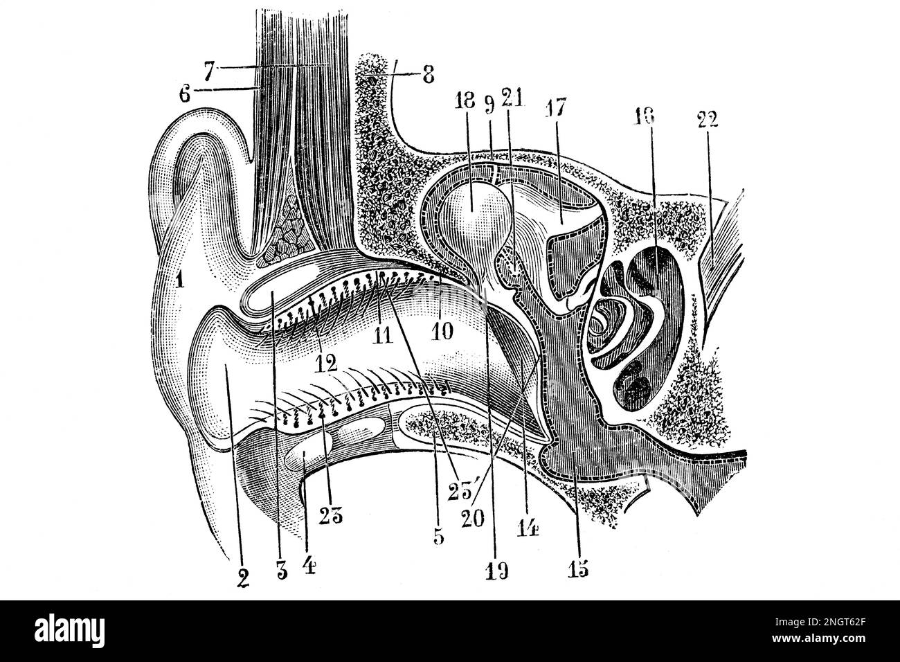 Externes und internes Ohrdiagramm. Antike Illustration aus einem Medizinbuch. 1889. Stockfoto