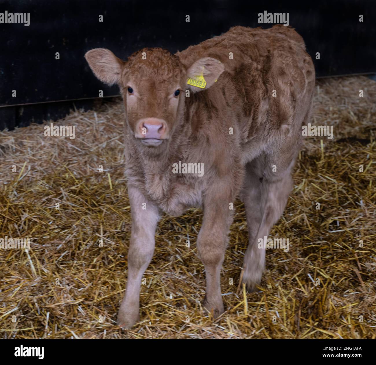 Limousin-Rinder in einer Scheune mit Müttern und Babys Stockfoto
