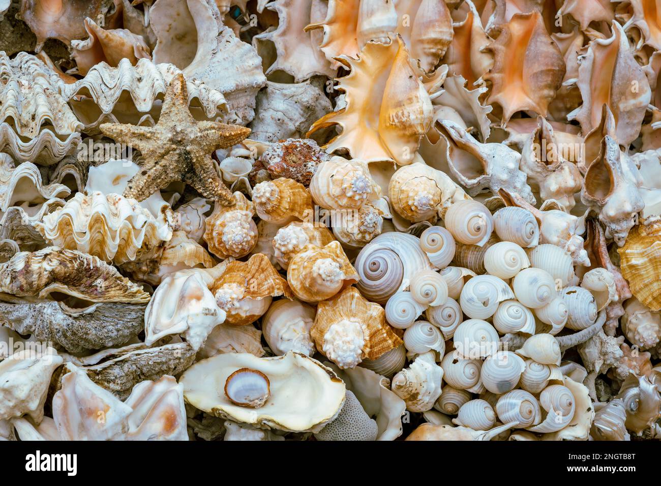 Meeresmuscheln werden als Souvenirs auf dem Markt in Alexandria, Ägypten, verkauft. Afrika. Stockfoto
